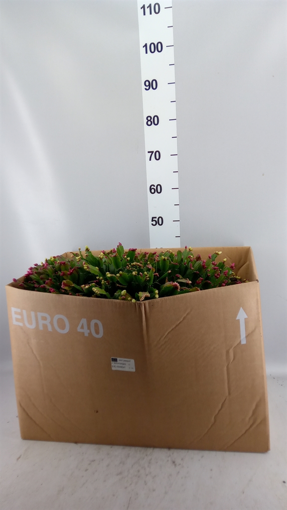 Schlumb Overig 45Ø 45cm