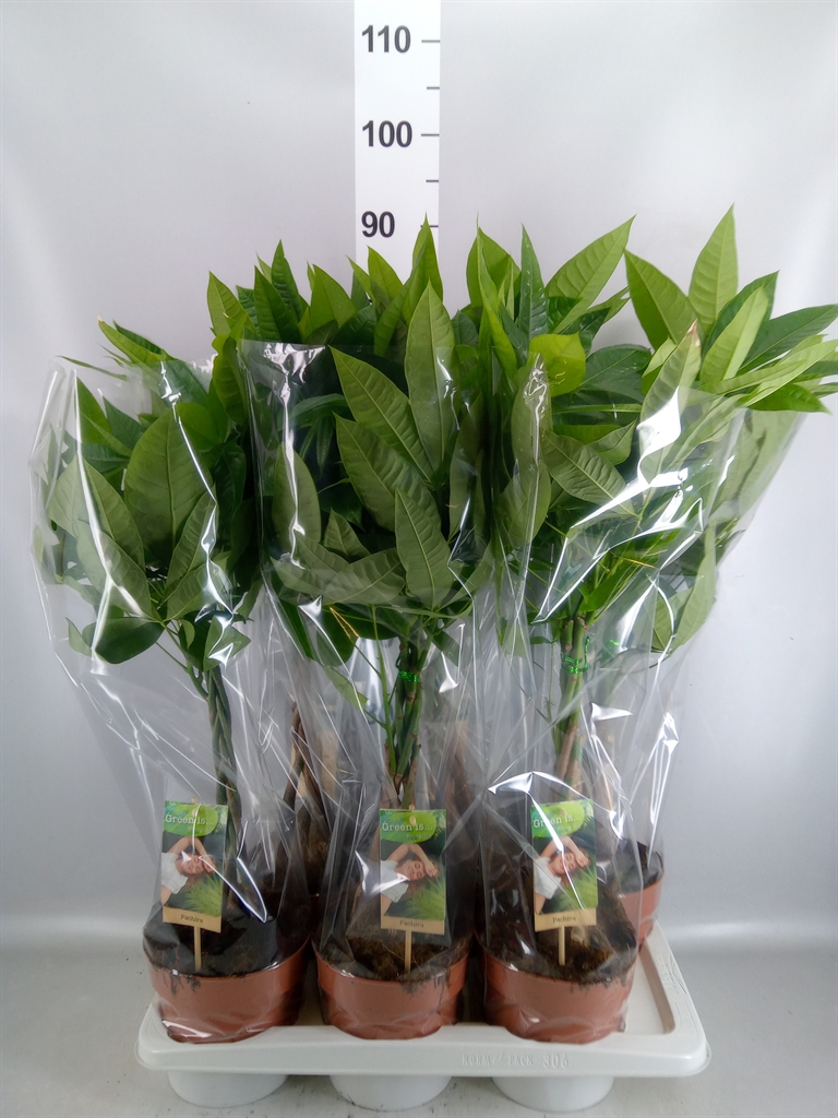 Pachira Aquatica 17Ø 65cm