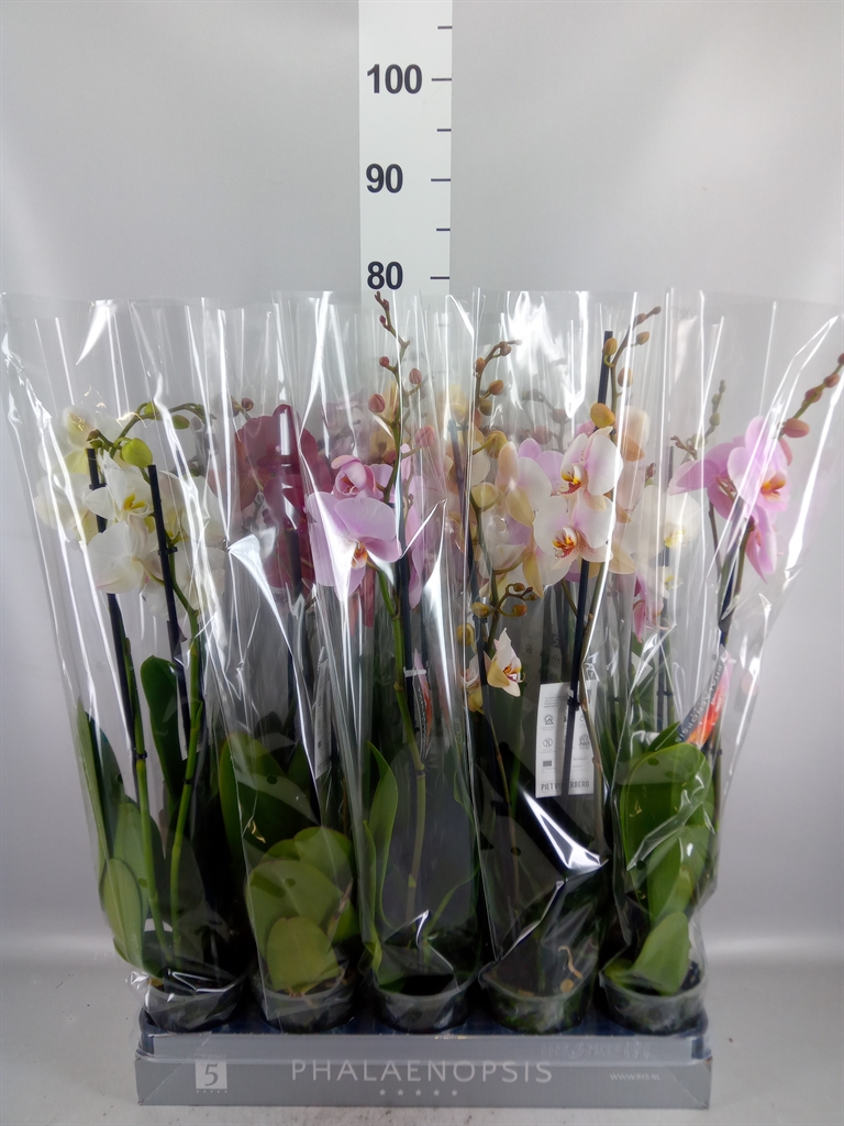 Phalaenopsis Mix 7 Colours 12Ø 60cm 2st
