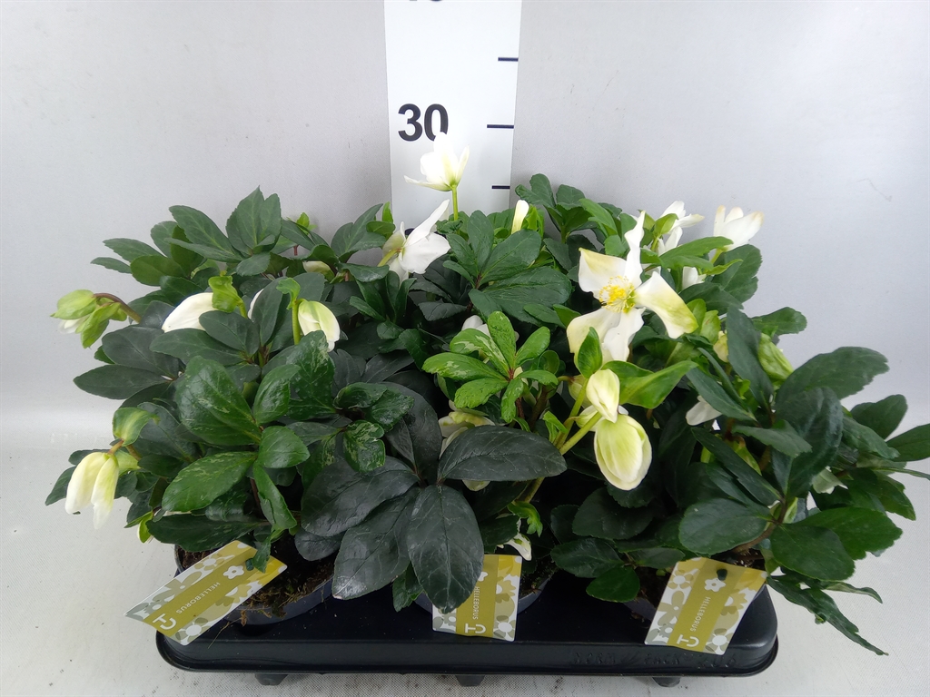 Helleborus Advent Star 12Ø 25cm