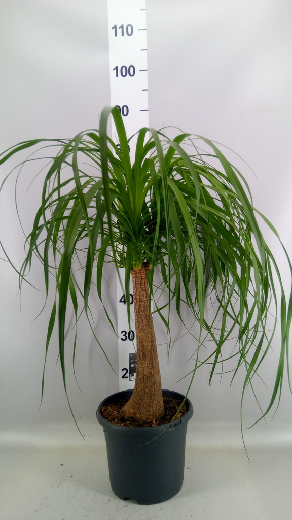 Beaucarnea Recurvata 23Ø 70cm