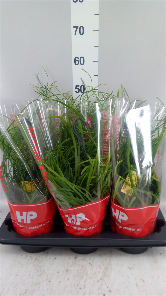 Rhipsalis Mix 15Ø 35cm