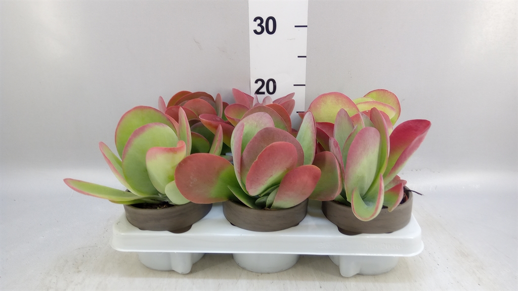 Kalanchoe Thyrsiflora 11Ø 24cm