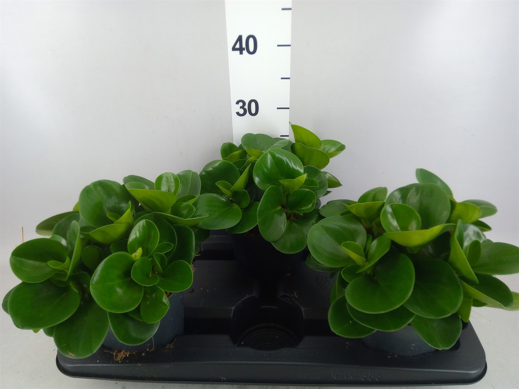 Peperomia Obtusifolia Green Gold 15Ø 30cm
