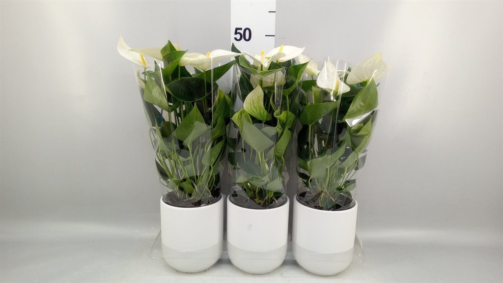 Anthurium Karma White 12Ø 40cm
