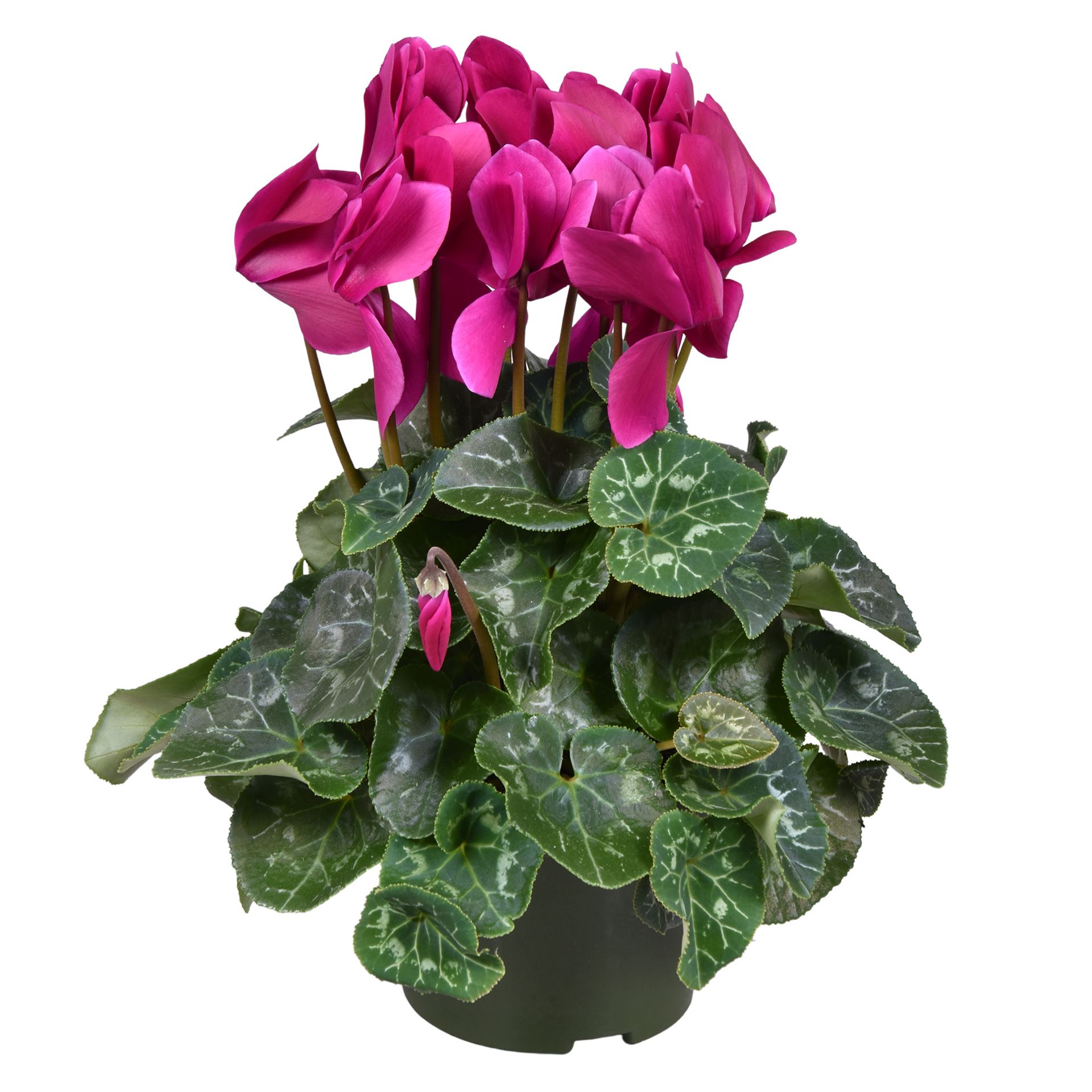 Cyclamen Super Serie Leopardo 13Ø 30cm