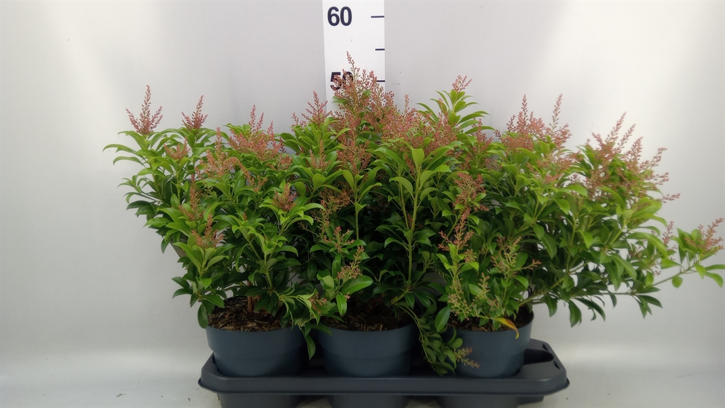 Pieris Japonica 17Ø 40cm