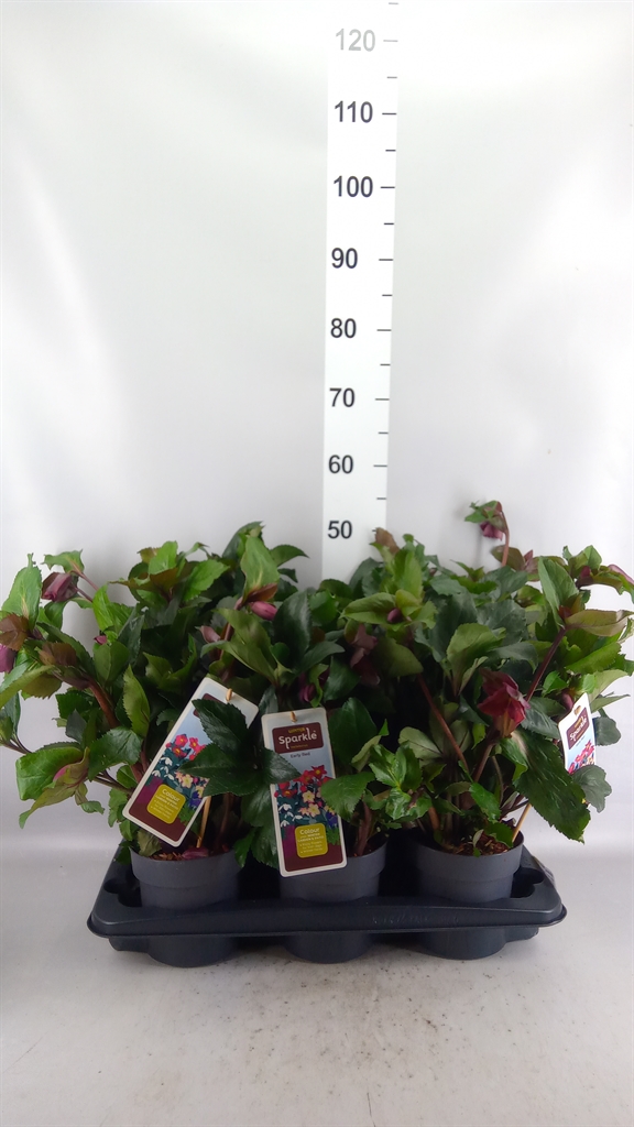 Hell Ws Early Red 15Ø 40cm