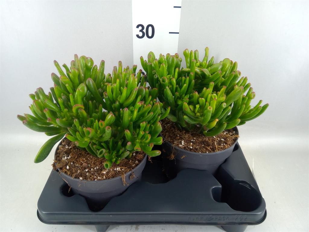 Crassula Gollum 17Ø 25cm