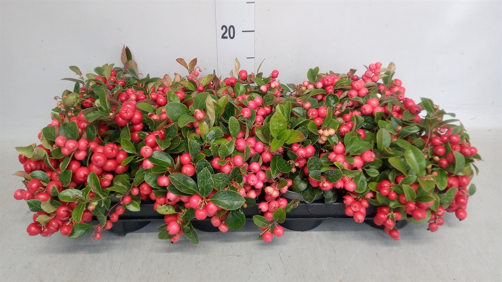 Gaultheria Big Berry 11Ø 18cm