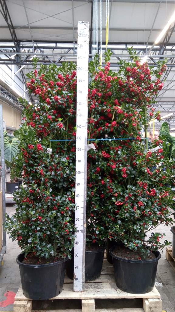 Ilex Mes Heckenfee 190cm