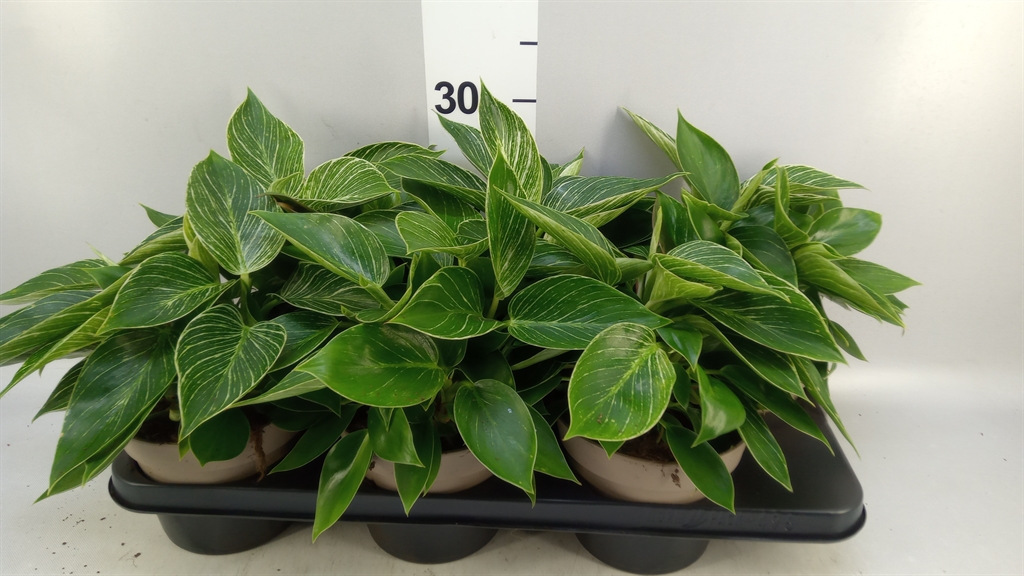 Philodendron Birkin 15Ø 30cm