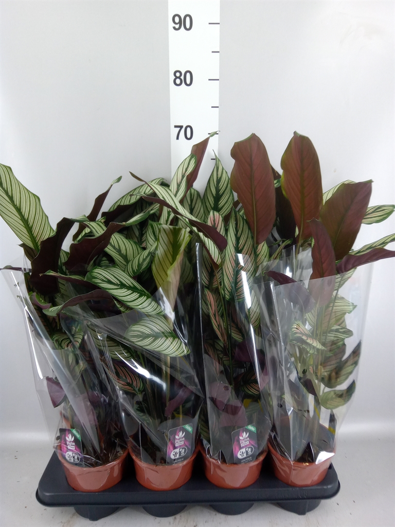 Calathea Whitestar 14Ø 50cm