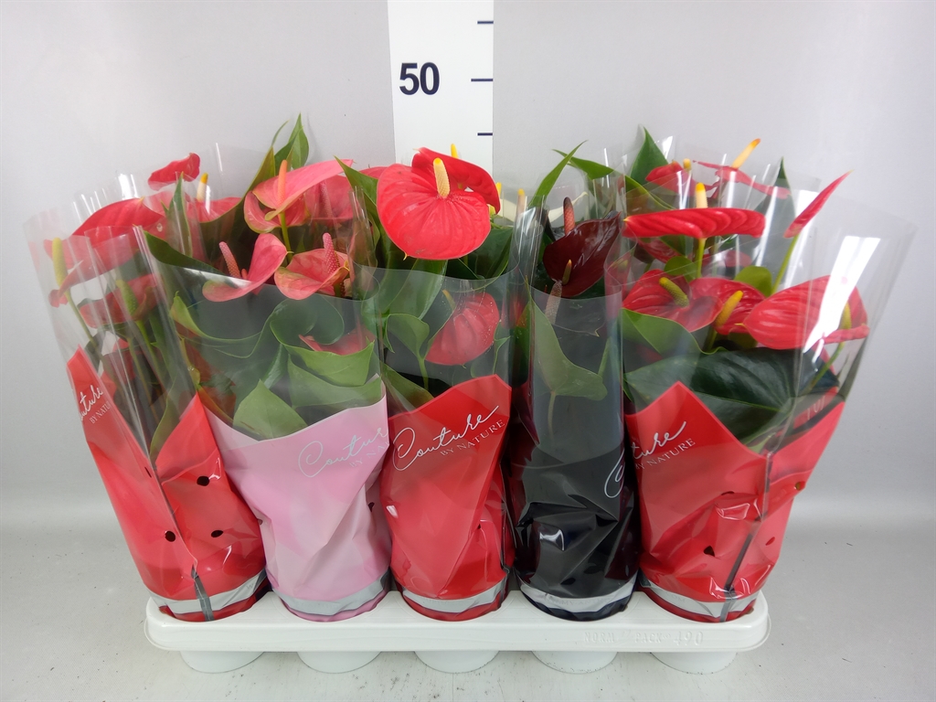 Anthurium Mix 4 Colours 12Ø 40cm