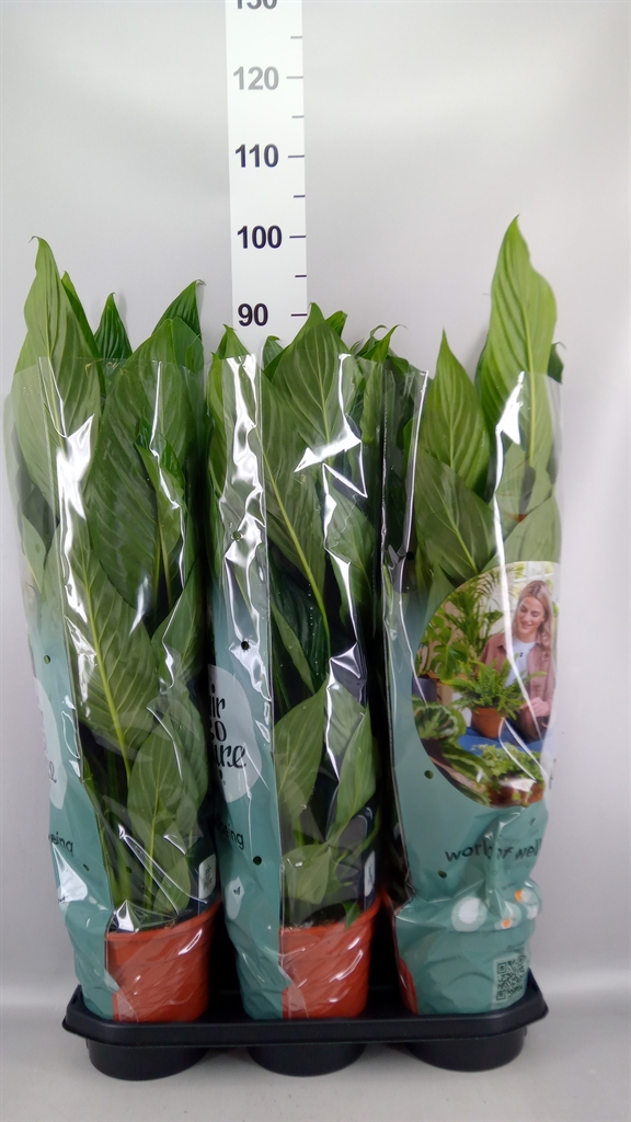Spathiphyllum Bingo Cupido 19Ø 80cm