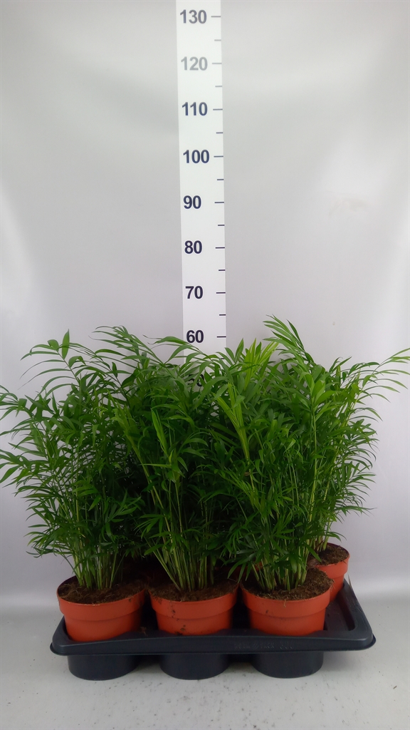 Chamaedorea Elegans 17Ø 55cm