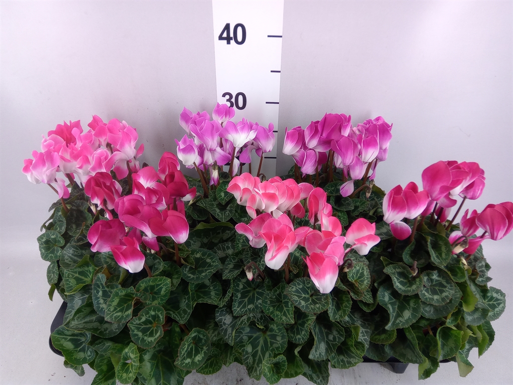 Cyclamen Midi Indiaka 12Ø 30cm
