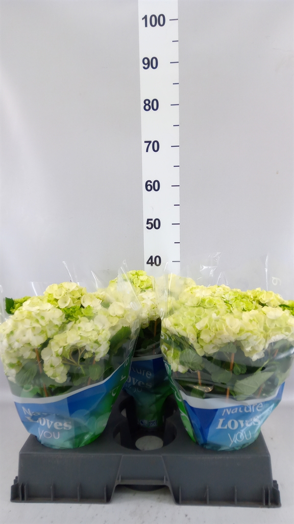 Hydrangea Wudu 15Ø 40cm 9bl