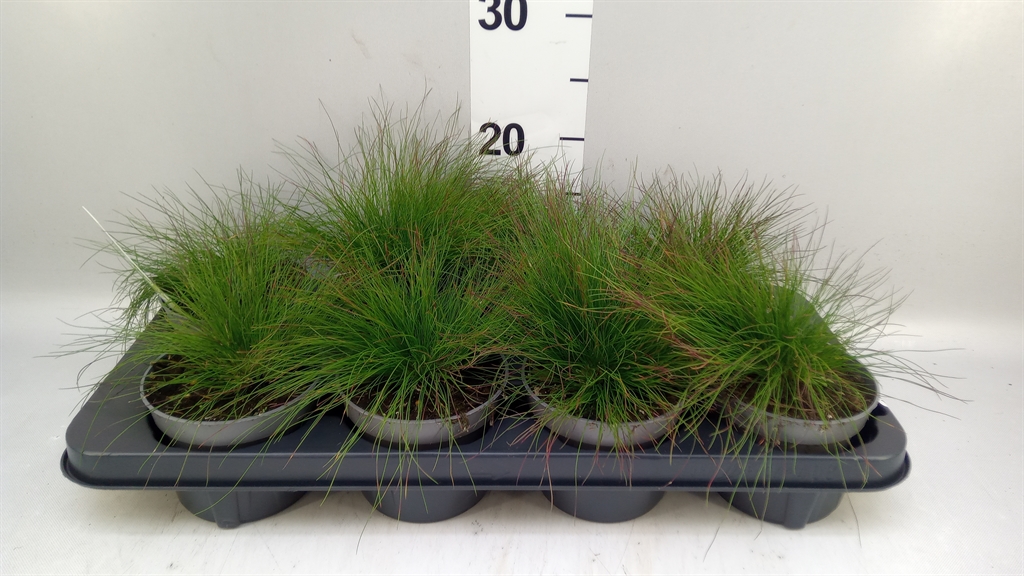 Festuca Ovina 12Ø 15cm