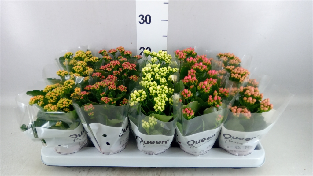 Kalanchoe Double Mix 9Ø 17cm