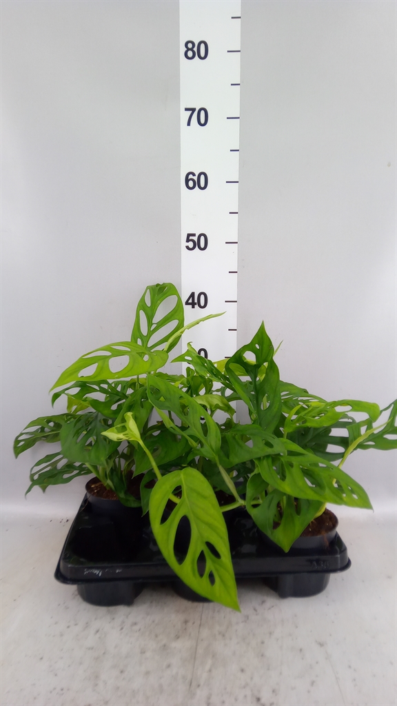 Monstera Obliqua 12Ø 30cm