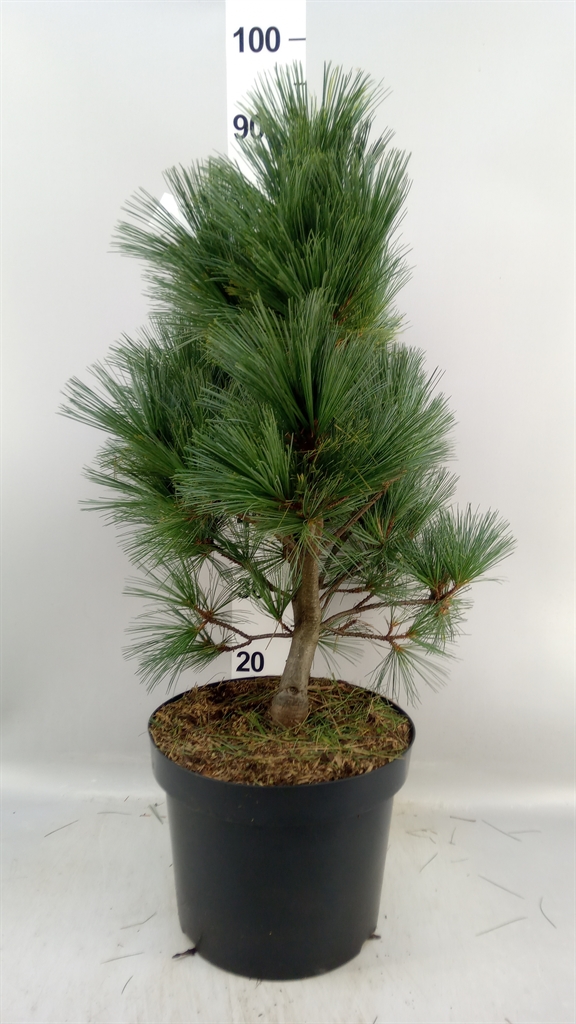 Pinus Strobus 28Ø 50cm