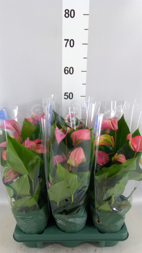 Anthu Joli 12Ø 40cm