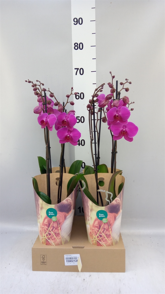 Phal Ov 12Ø 55cm