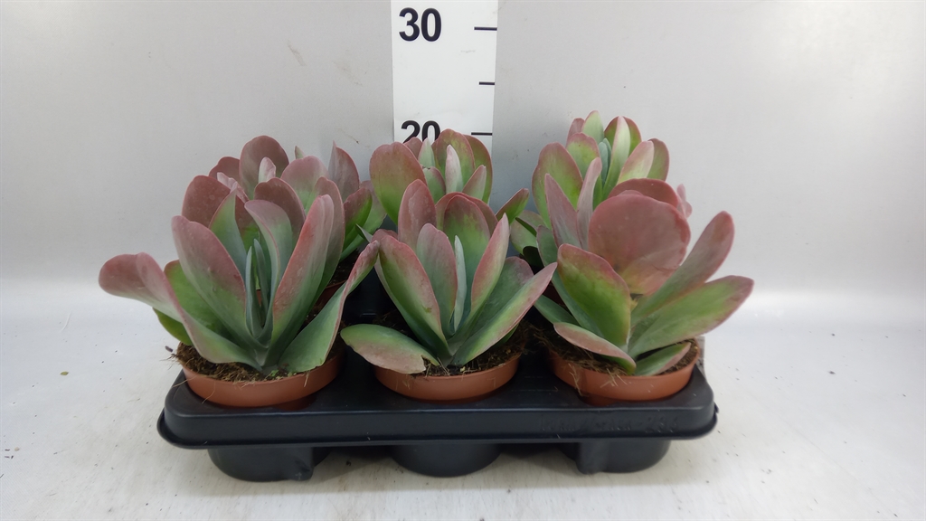 Kalanchoe Red Lips 12Ø 20cm