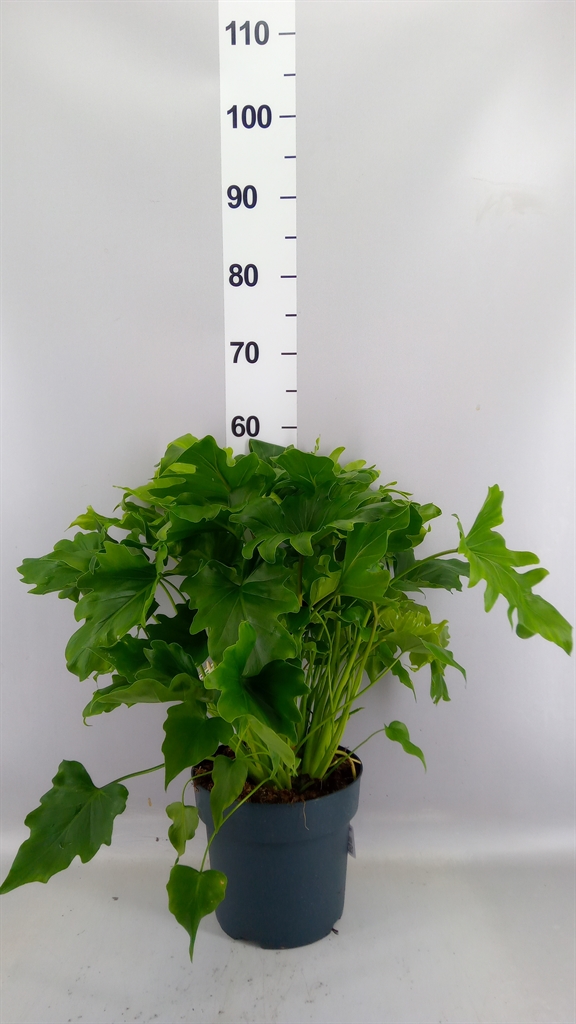 Philodendron Little Hope 21Ø 55cm