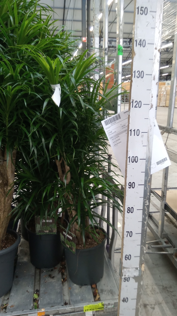 Dracaena Anita 27Ø 110cm
