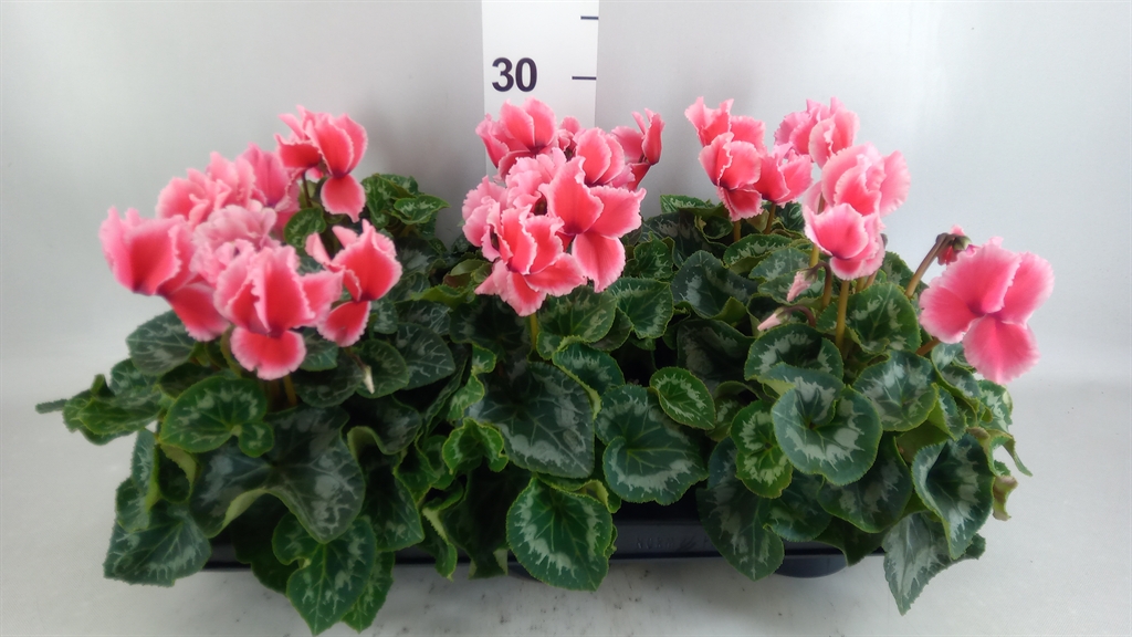 Cyclamen Halios Curly Litchi 13Ø 30cm
