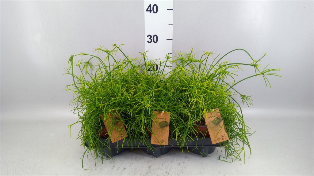Rhipsalis Oasis 12Ø 18cm