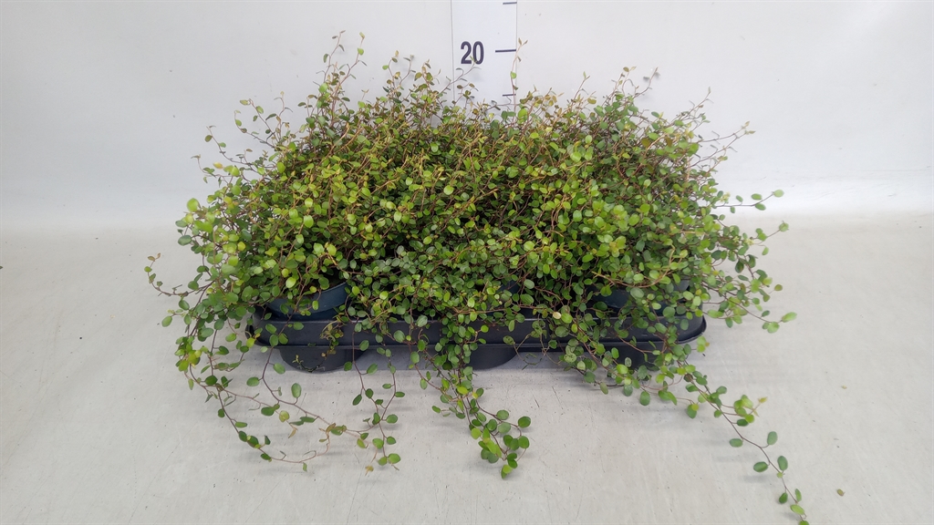 Muehlenbeckia Mao'ri 11Ø 15cm