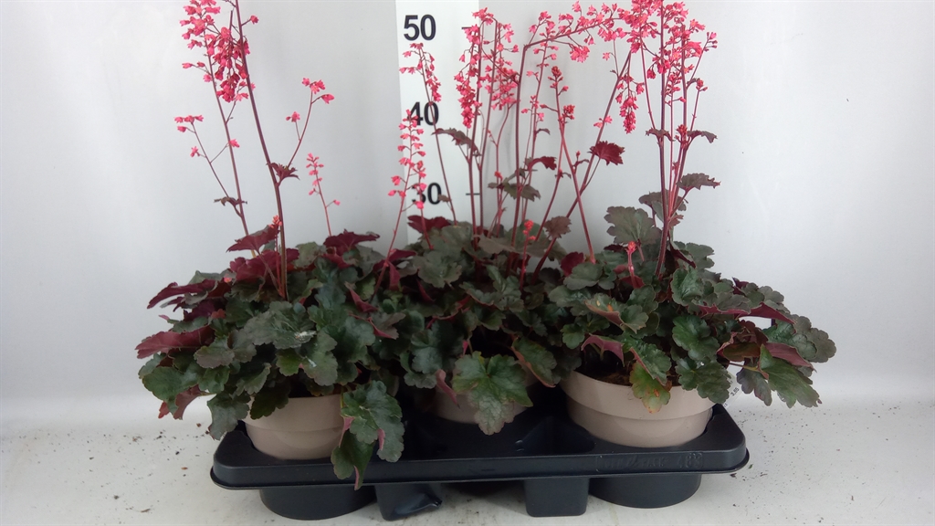Heuchera Indian Summer Mix 19Ø 25cm