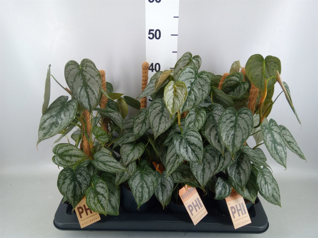 Philodendron Brandtianum 12Ø 40cm