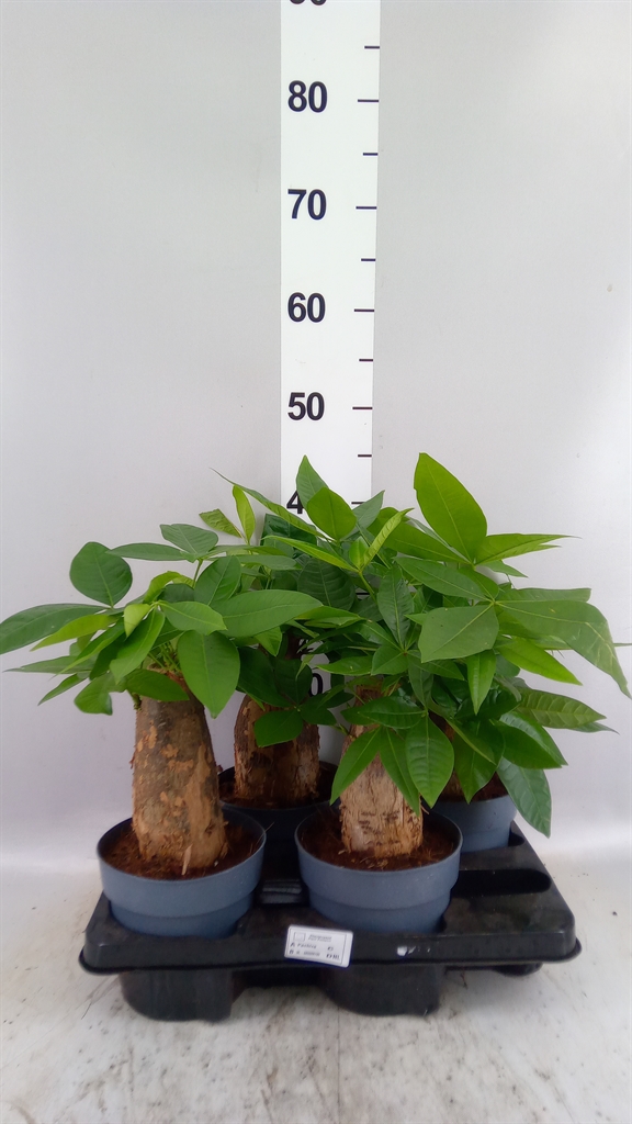 Pachira Aquatica 14Ø 45cm