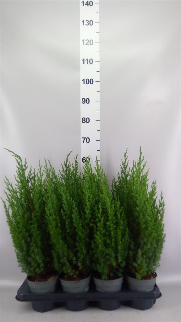 Juniperus Stricta 13Ø 55cm