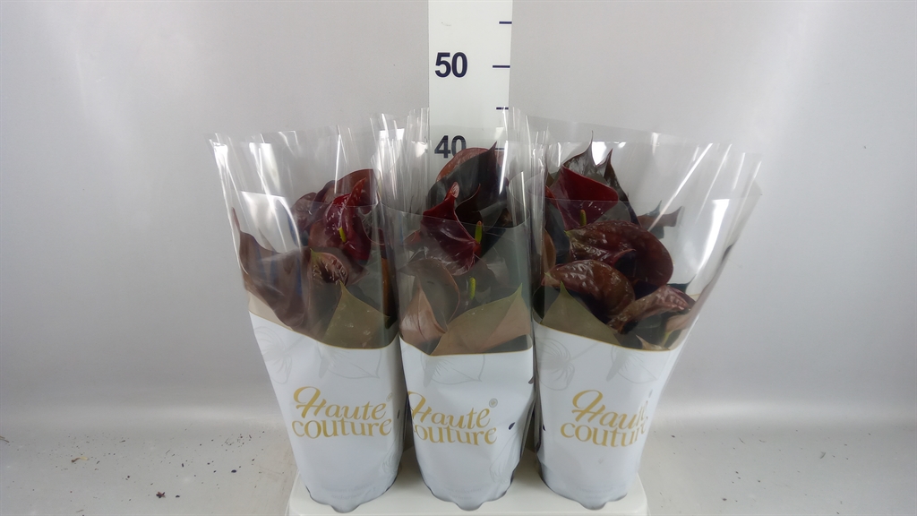 Anthurium Floriclone Vicino 12Ø 40cm