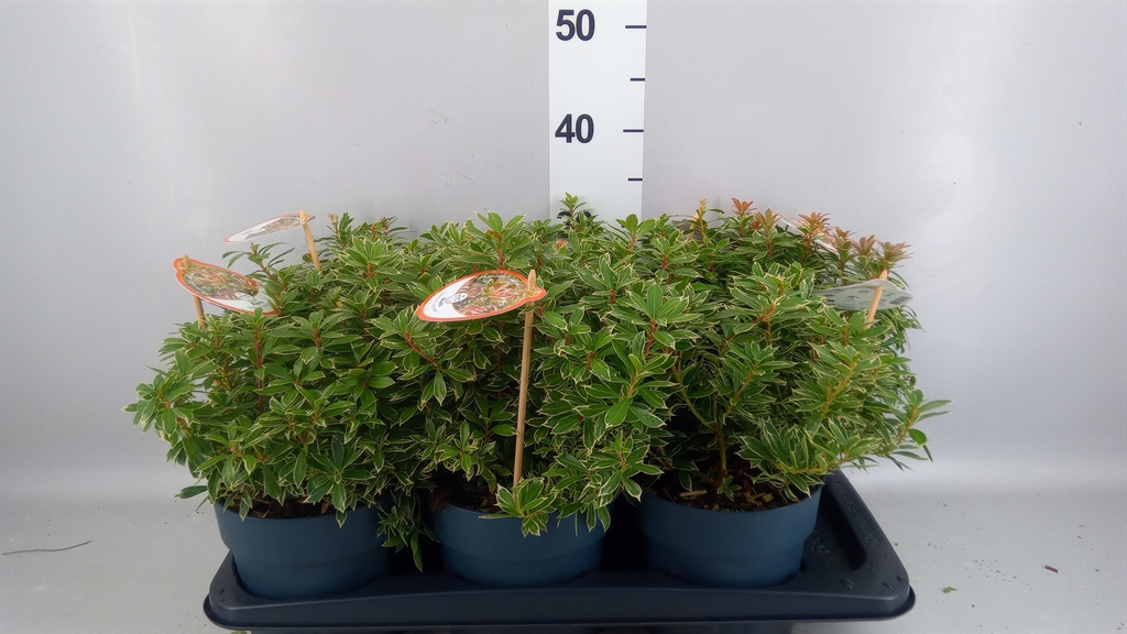 Pieris Little Heath 17Ø 25cm