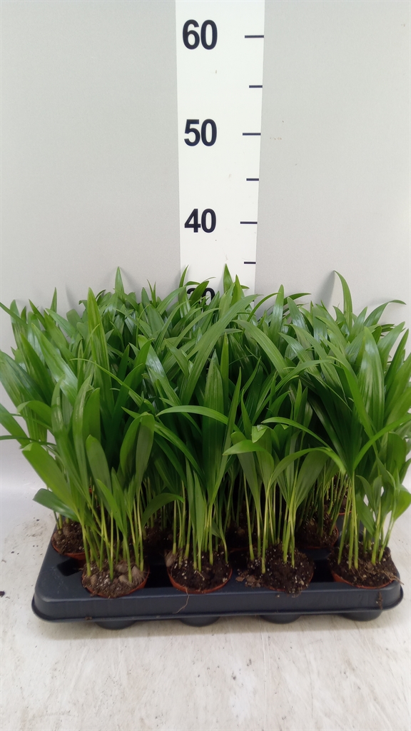 Dypsis Lutescens 7Ø 30cm