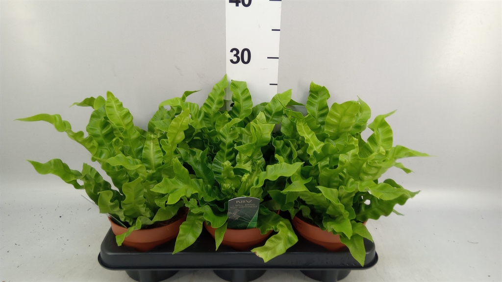 Asplenium Nidus Crispy Wave 12Ø 25cm