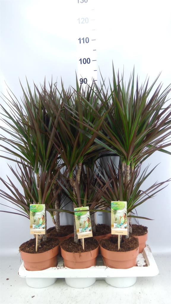 Dracaena Magenta 17Ø 70cm