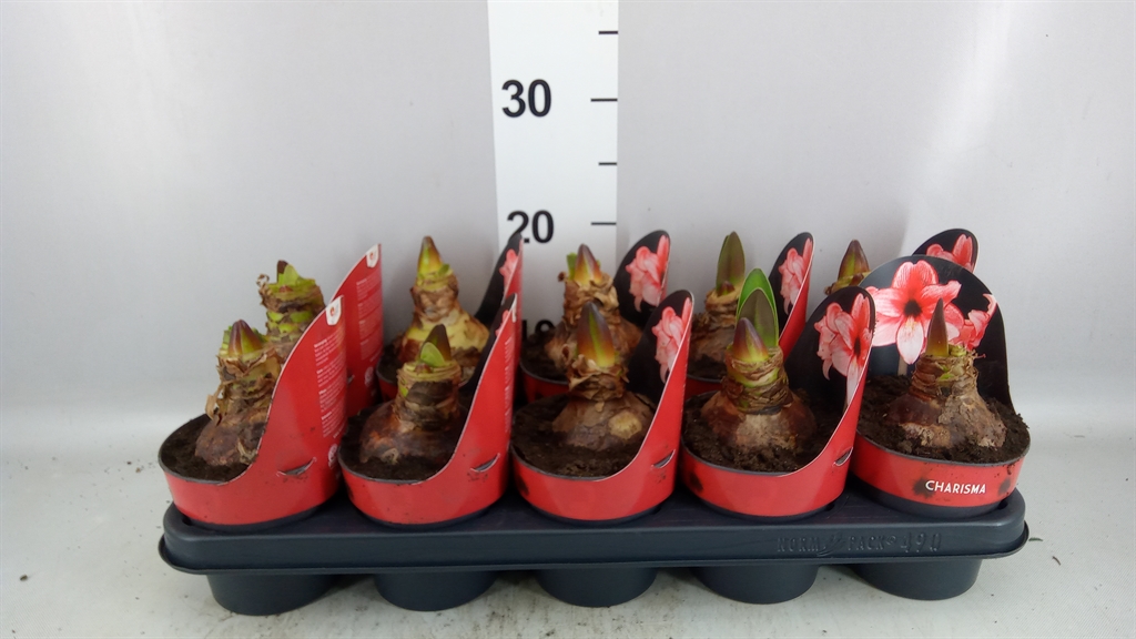 Hippeastrum Charisma 12Ø 25cm