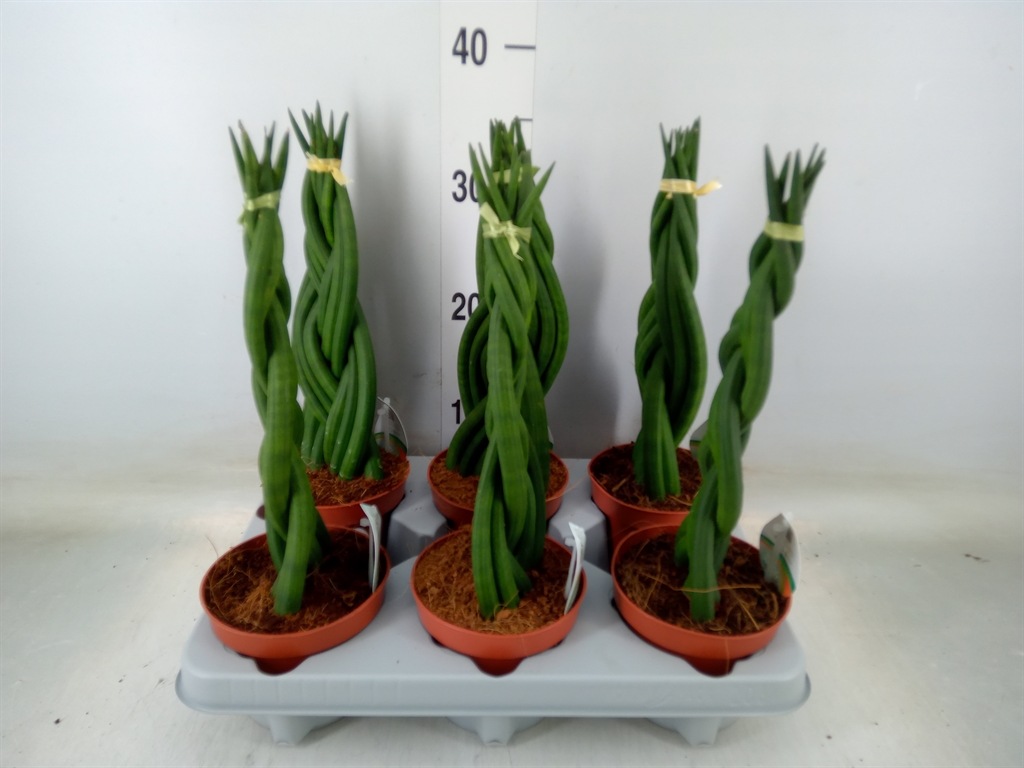 Sansev Cylindrica 12Ø 35cm