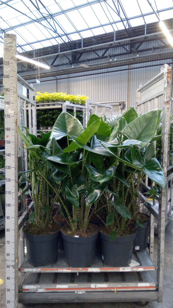 Alocasia Zebrina 35Ø 130cm