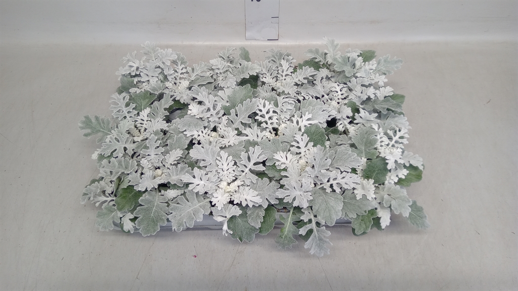 Jacobaea Maritima 9Ø 15cm