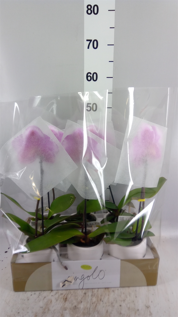 Phal Ov 9Ø 40cm