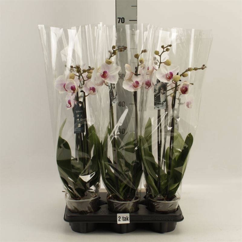 Phalaenopsis Denver 12Ø 55cm 2st
