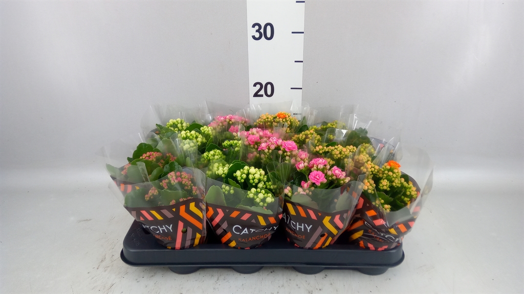 Kalanchoe Double Mix 8Ø 15cm